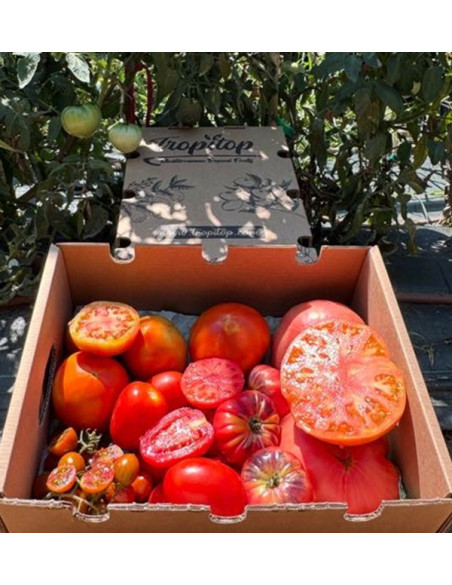 Comprar Pack de Tomates Variados da Época Online | Tomates Premium | Tropitop