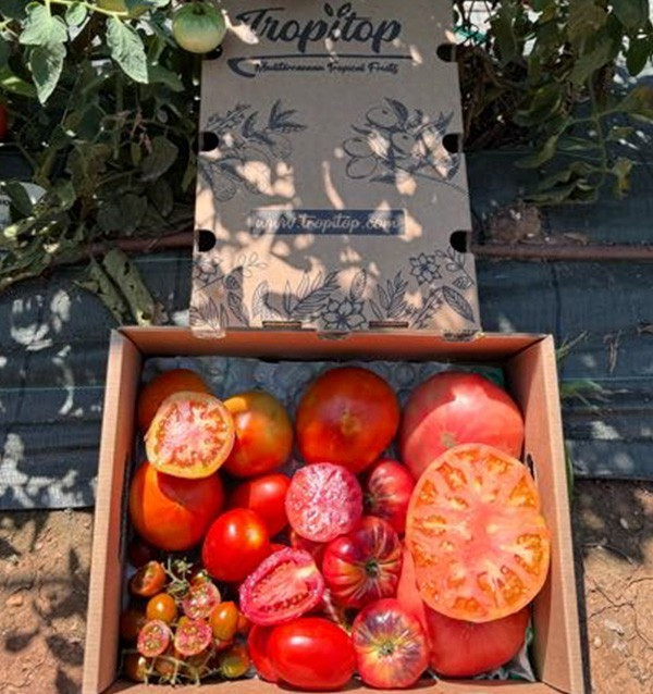 Comprar Pack de Tomates Variados da Época Online | Tomates Premium | Tropitop 2