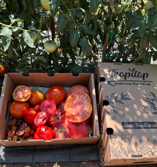 Comprar Pack de Tomates Variados da Época Online | Tomates Premium | Tropitop