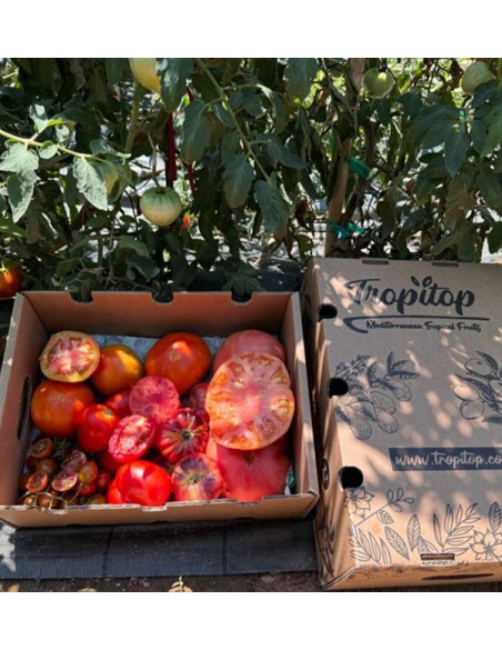 Comprar Pack de Tomates Variados da Época Online | Tomates Premium | Tropitop