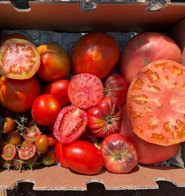 Acquista Online il Pack di Pomodori Misti di Stagione | Pomodori Premium | Tropitop
