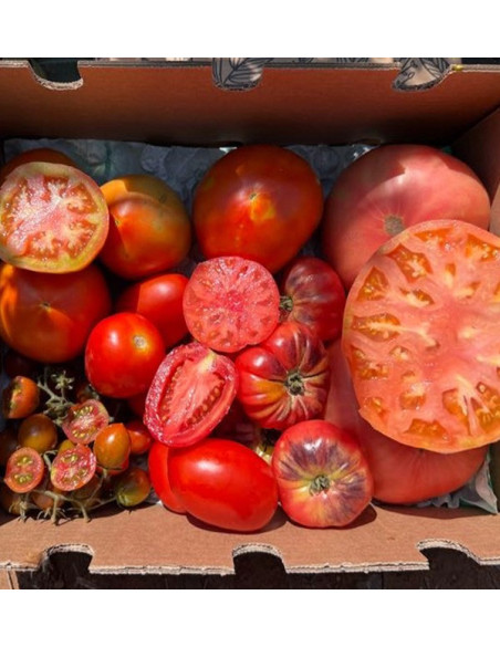 Comprar Pack de Tomates Variados da Época Online | Tomates Premium | Tropitop