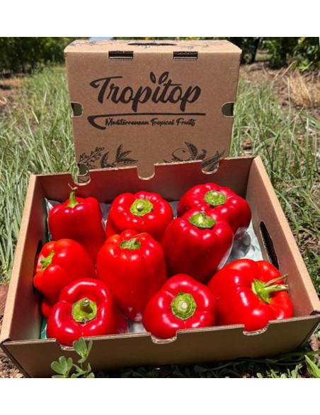 Buy Red Bell Peppers Online | Roasting Peppers | Tropitop
