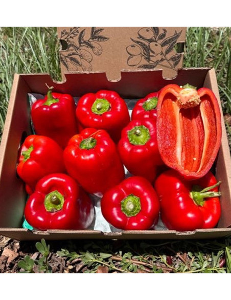 Buy Red Bell Peppers Online | Roasting Peppers | Tropitop