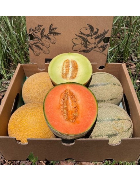 Comprar Melón Galia y Cantalupo Online | Pack de melones frescos | Tropitop