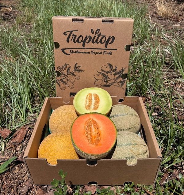 Buy Galia and Cantaloupe Melons Online | Fresh melon pack | Tropitop