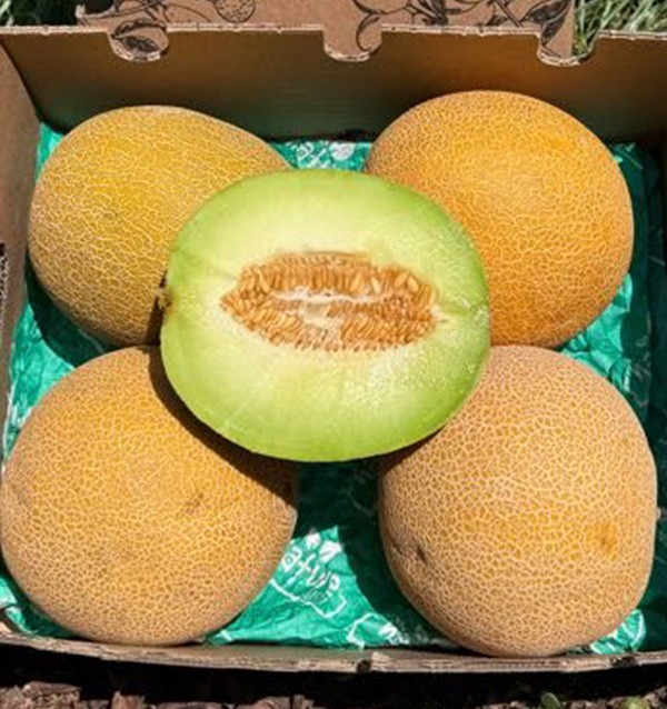 Compra Melone Galia Online | Dolce, profumato e fresco | Tropitop