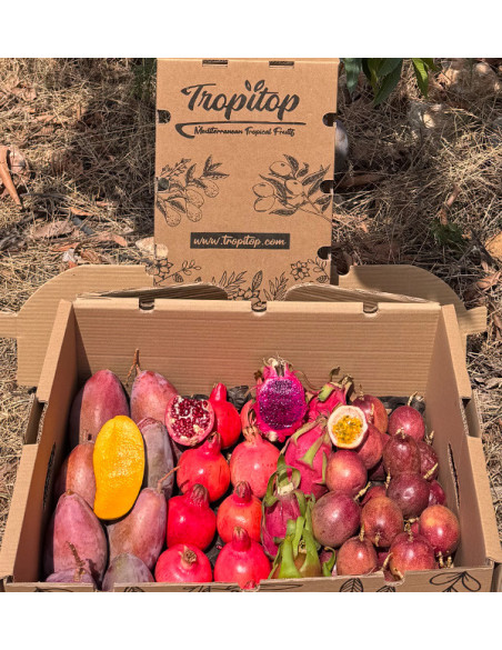 Tropenpaket kaufen: Fruta de la Pasión, Pitahaya, Mango und Granatapfel | Tropitop Tropenpaket kaufen: Fruta de la Pasión, Pitahaya, Mango und Granatapfel | Tropitop