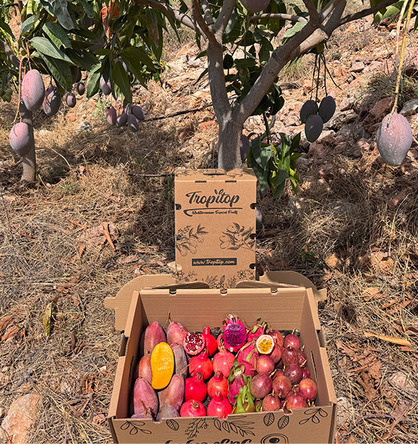 Tropenpaket kaufen: Fruta de la Pasión, Pitahaya, Mango und Granatapfel | Tropitop