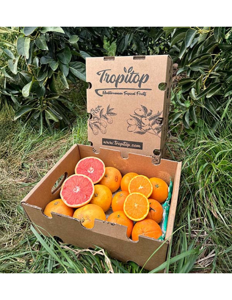 Achetez des pamplemousses et des oranges directement du fermier