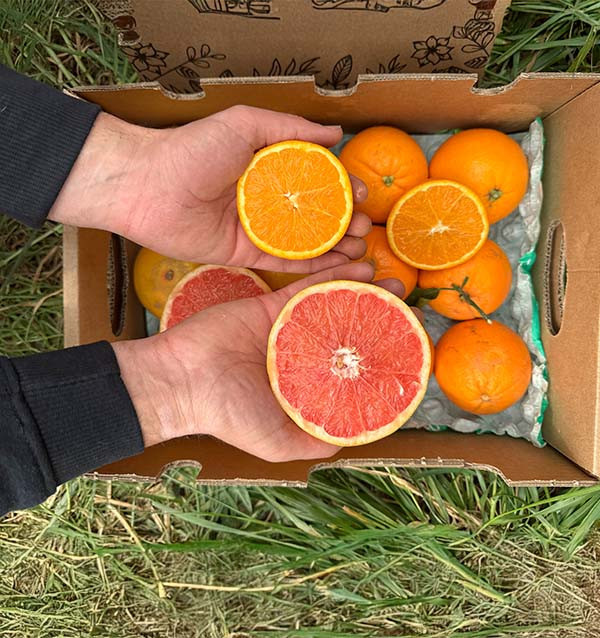 Buy Grapefruits and Oranges direct from the farmer