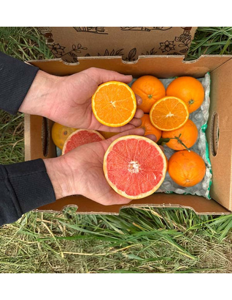 Buy Grapefruits and Oranges direct from the farmer