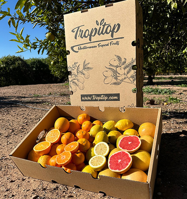 Citrus Black Friday Pack – 8 kg of oranges and mandarins on offer online 2