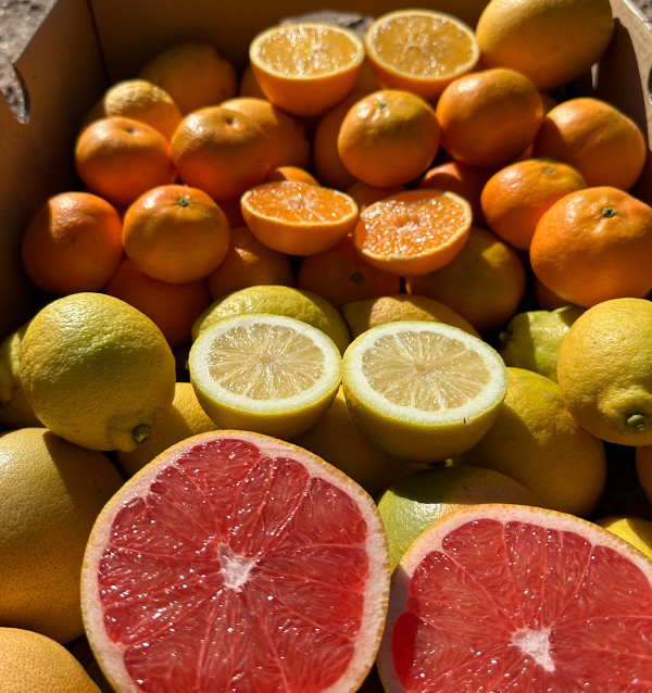 Citrus Black Friday Pack – 8 kg of oranges and mandarins on offer online