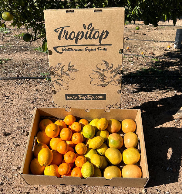 Citrus Black Friday Pack – 8 kg of oranges and mandarins on offer online