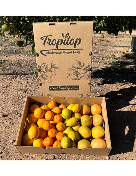 Citrus Black Friday Pack – 8 kg of oranges and mandarins on offer online