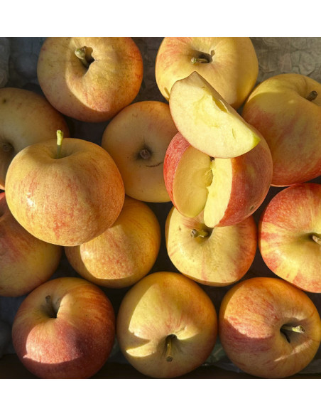 Buy Fuji Apples Online | Tropitop