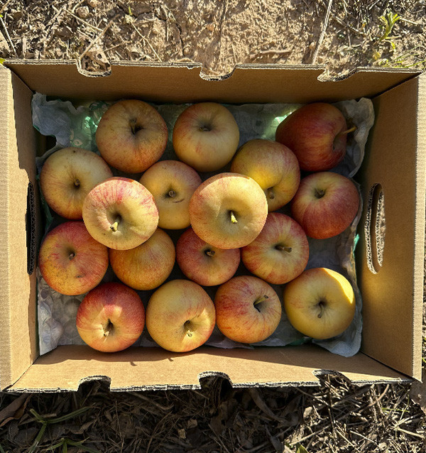 Buy Fuji Apples Online | Tropitop