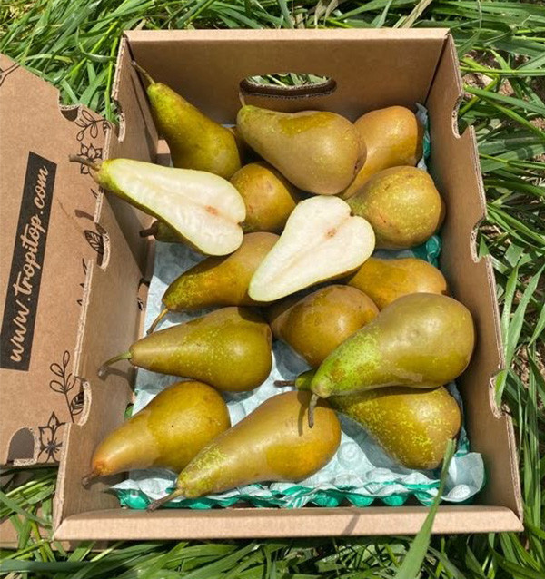 Acheter des Poires en Ligne | Tropitop