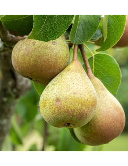 Buy Pears Online | Tropitop