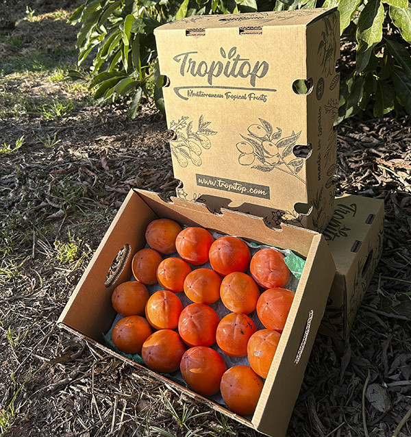 Comprar Caqui Online en Tropitop