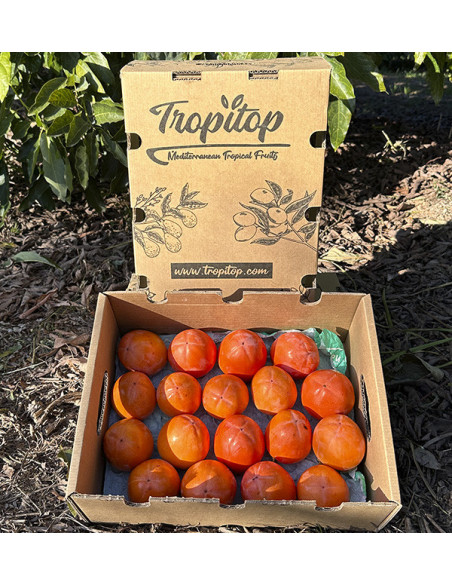 Buy Persimmons Online | Tropitop