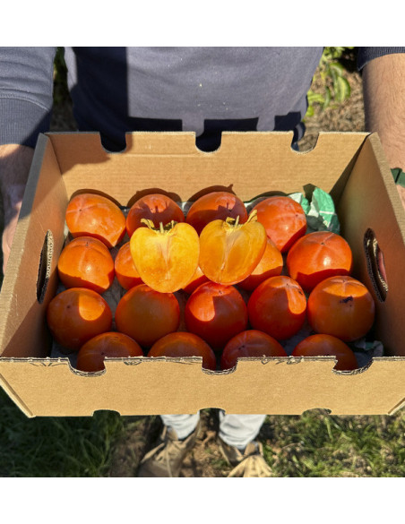 Buy Persimmons Online | Tropitop