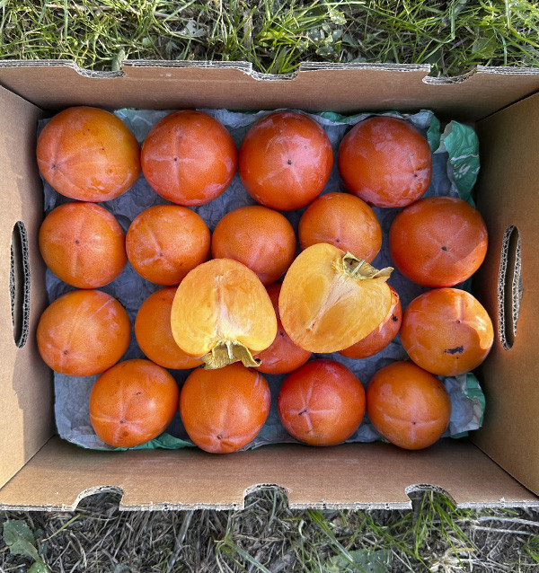 Buy Persimmons Online | Tropitop