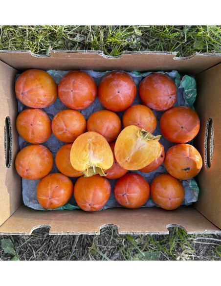 Buy Persimmons Online | Tropitop