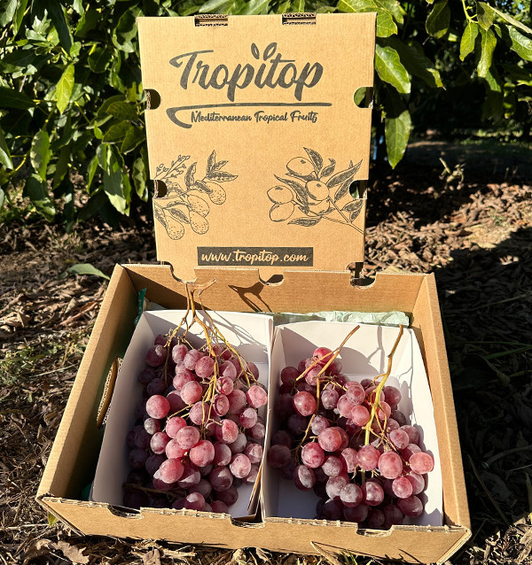 Rote Trauben Online Kaufen bei Tropitop | Frisch, Süß und Direkt vom Feld