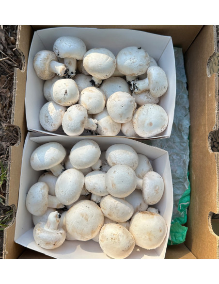 Acheter des Champignons en Ligne | Tropitop