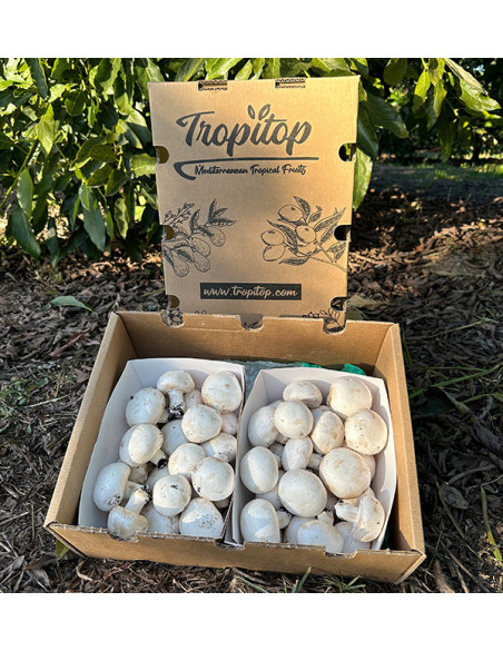 Acquistare Funghi Champignon Online | Tropitop