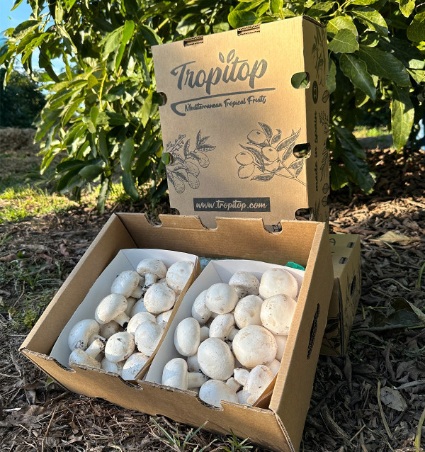 Acquistare Funghi Champignon Online | Tropitop