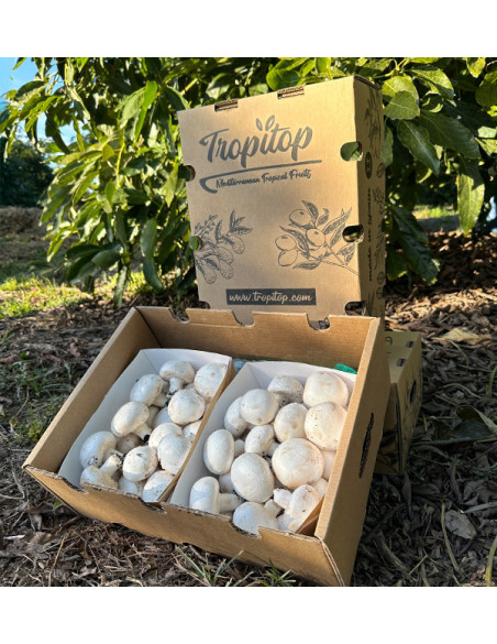 Acquistare Funghi Champignon Online | Tropitop