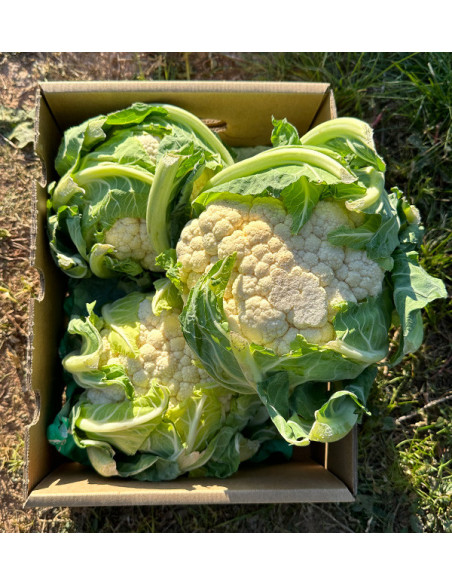 Acquistare Cavolfiore Fresco Online | Diretto dall’Agricoltore – Tropitop