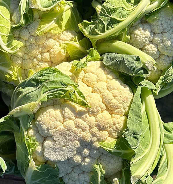 Acquistare Cavolfiore Fresco Online | Diretto dall’Agricoltore – Tropitop