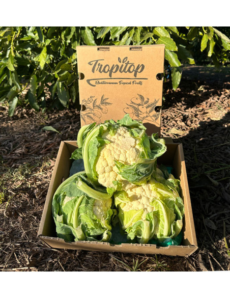 Frischen Blumenkohl Online Kaufen | Direkt vom Landwirt – Tropitop