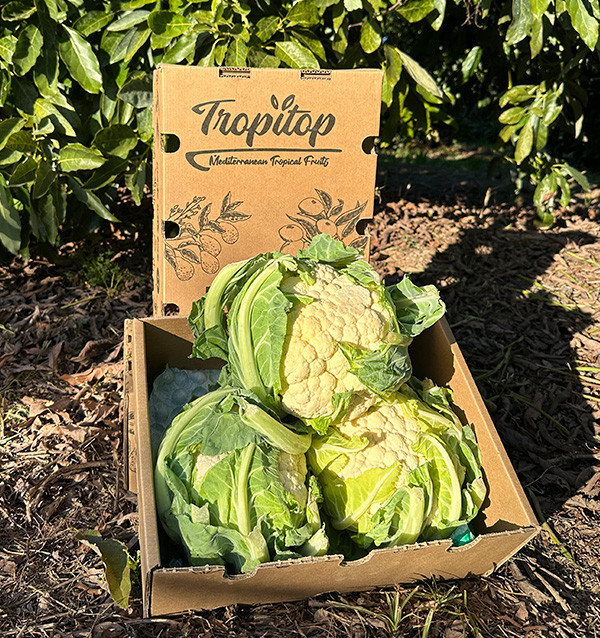 Buy Fresh Cauliflower Online | Direct from the Farmer – Tropitop