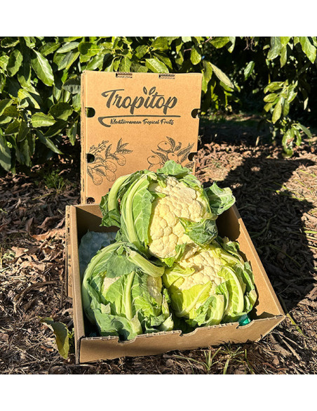 Comprar Coliflor Fresca Online | Directa del Agricultor – Tropitop