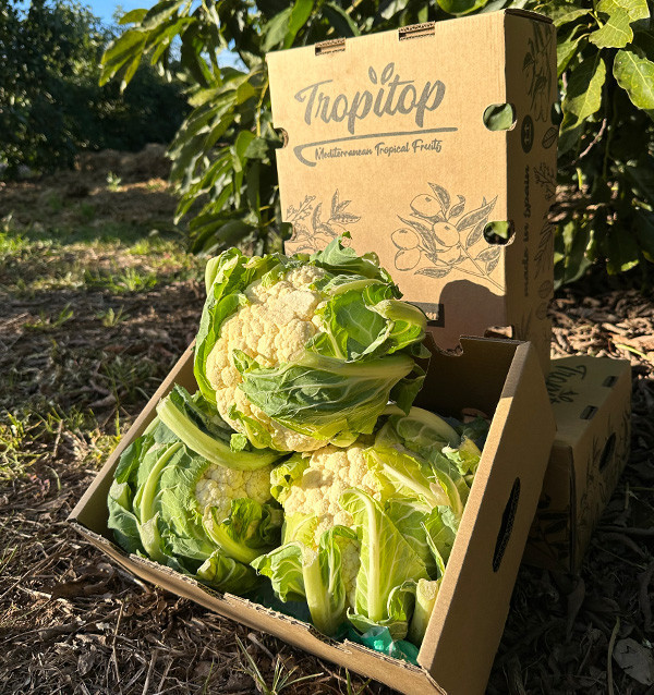 Buy Fresh Cauliflower Online | Direct from the Farmer – Tropitop