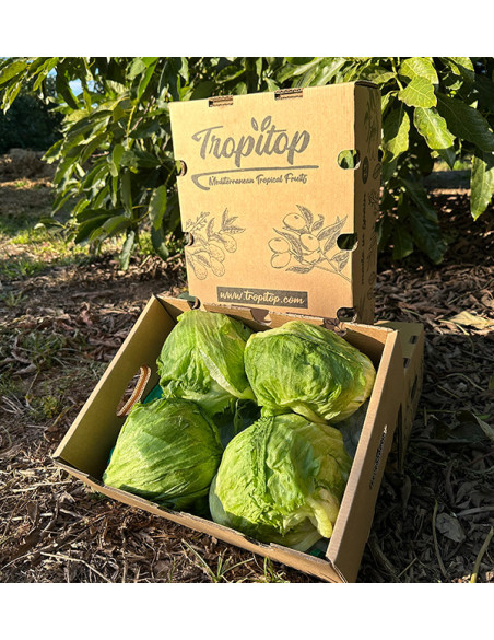 Comprar Lechuga Iceberg Online | Crujiente y Fresca – Tropitop