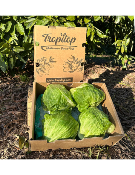 Acheter de la Laitue Iceberg en Ligne | Croquante et Fraîche – Tropitop