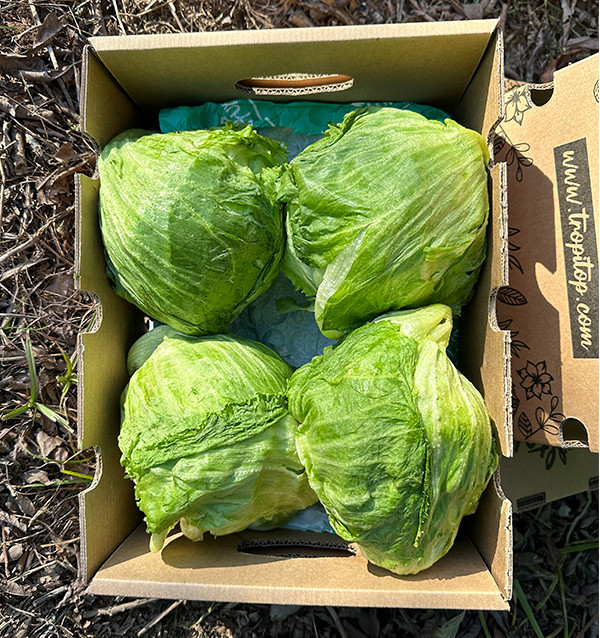 Buy Iceberg Lettuce Online | Crunchy and Fresh – Tropitop