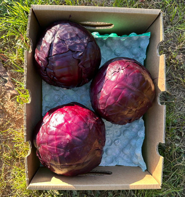 Acheter du Chou Rouge en Ligne | Direct du Producteur – Tropitop