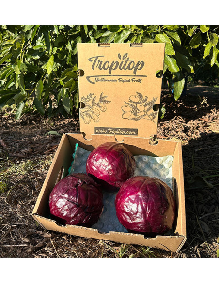 Comprar Col Lombarda Online | Directa del Agricultor – Tropitop