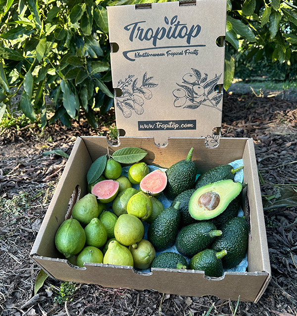 Acheter Avocats Hass et Goyaves en Ligne | Fruits Tropicaux Bio – Tropitop