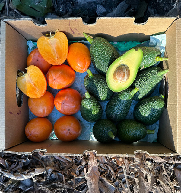 Buy Hass Avocados and Persimmons Online | Fresh Fruit Mix – Tropitop