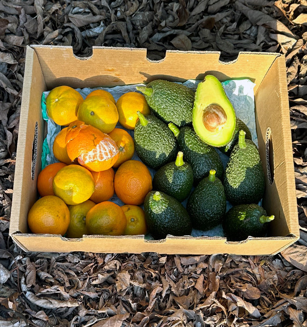 Avocados and Valencian Clementines