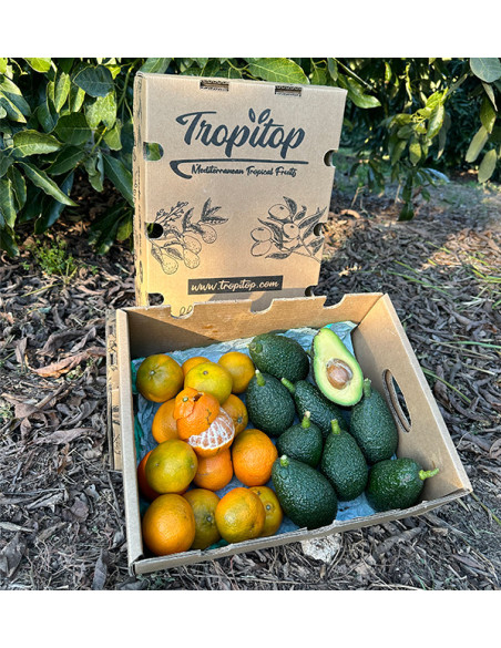 Avocado e mandarini valenciani | Tropitop