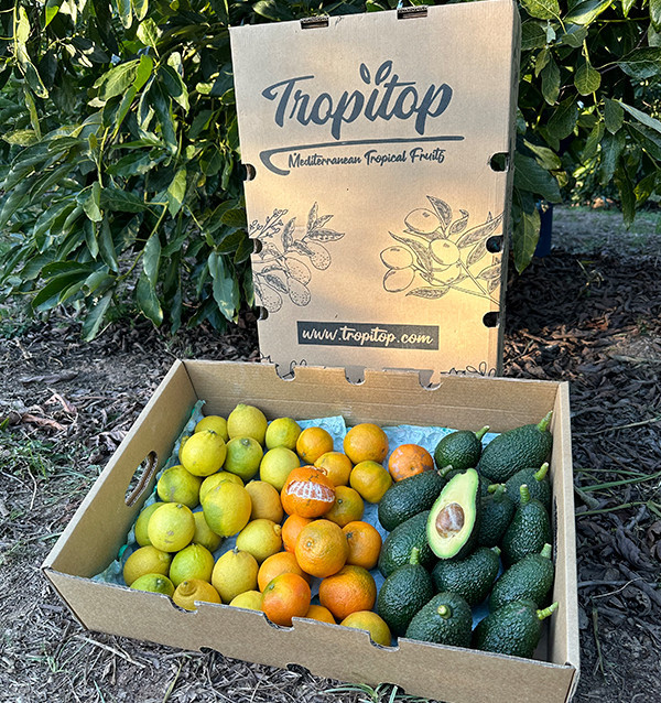 Mix de tangerinas, abacates e limões - Venda direta do agricultor